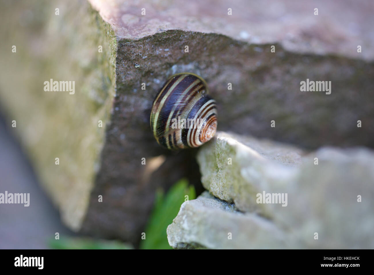 snail on rock. natural, pattern, snail shell, spiral. Stock Photo