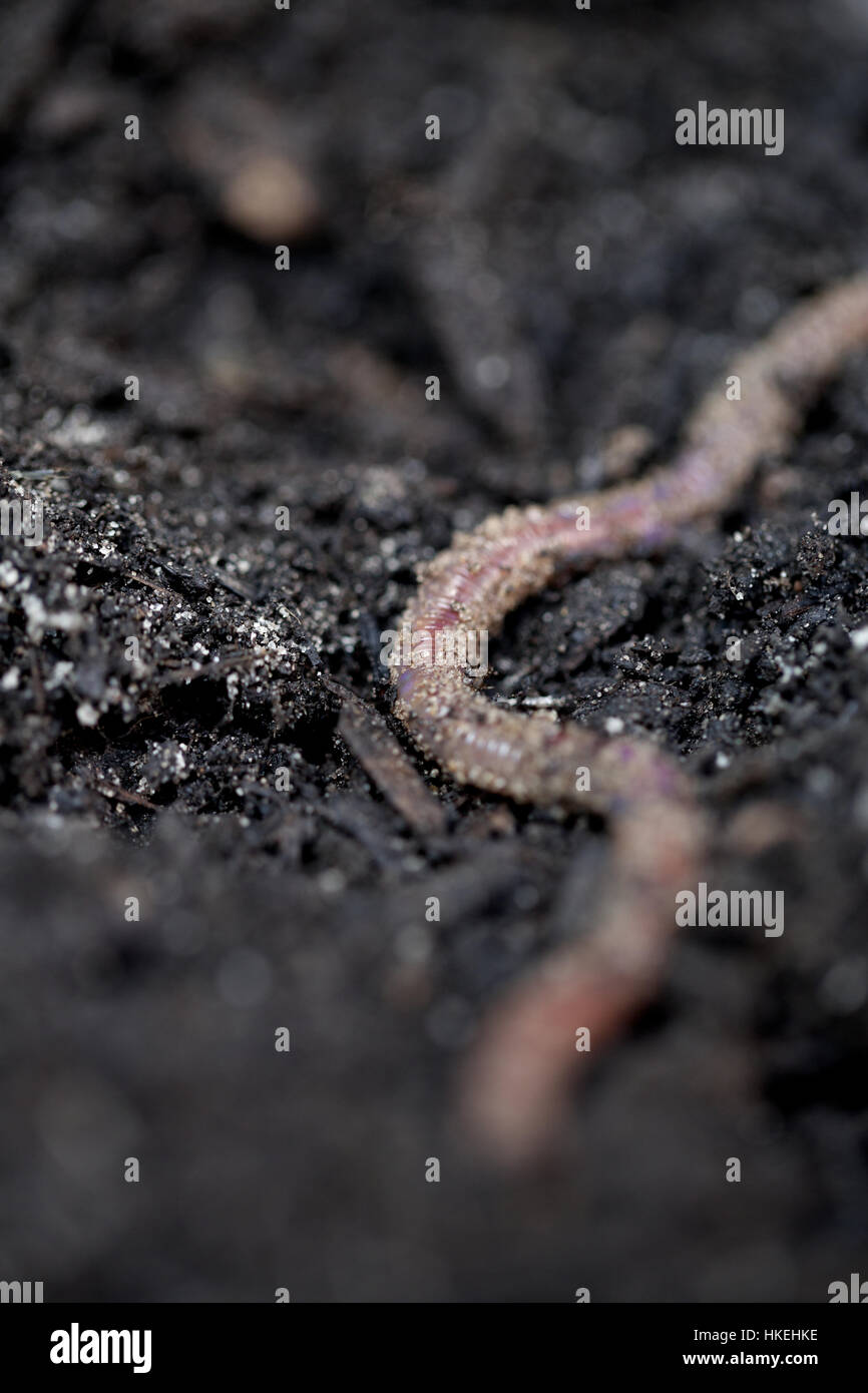 download worm soil