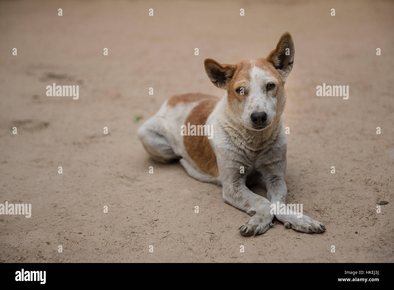 A dog with opposing paws, allegedly caused by polio disease, in India. Stock Photo