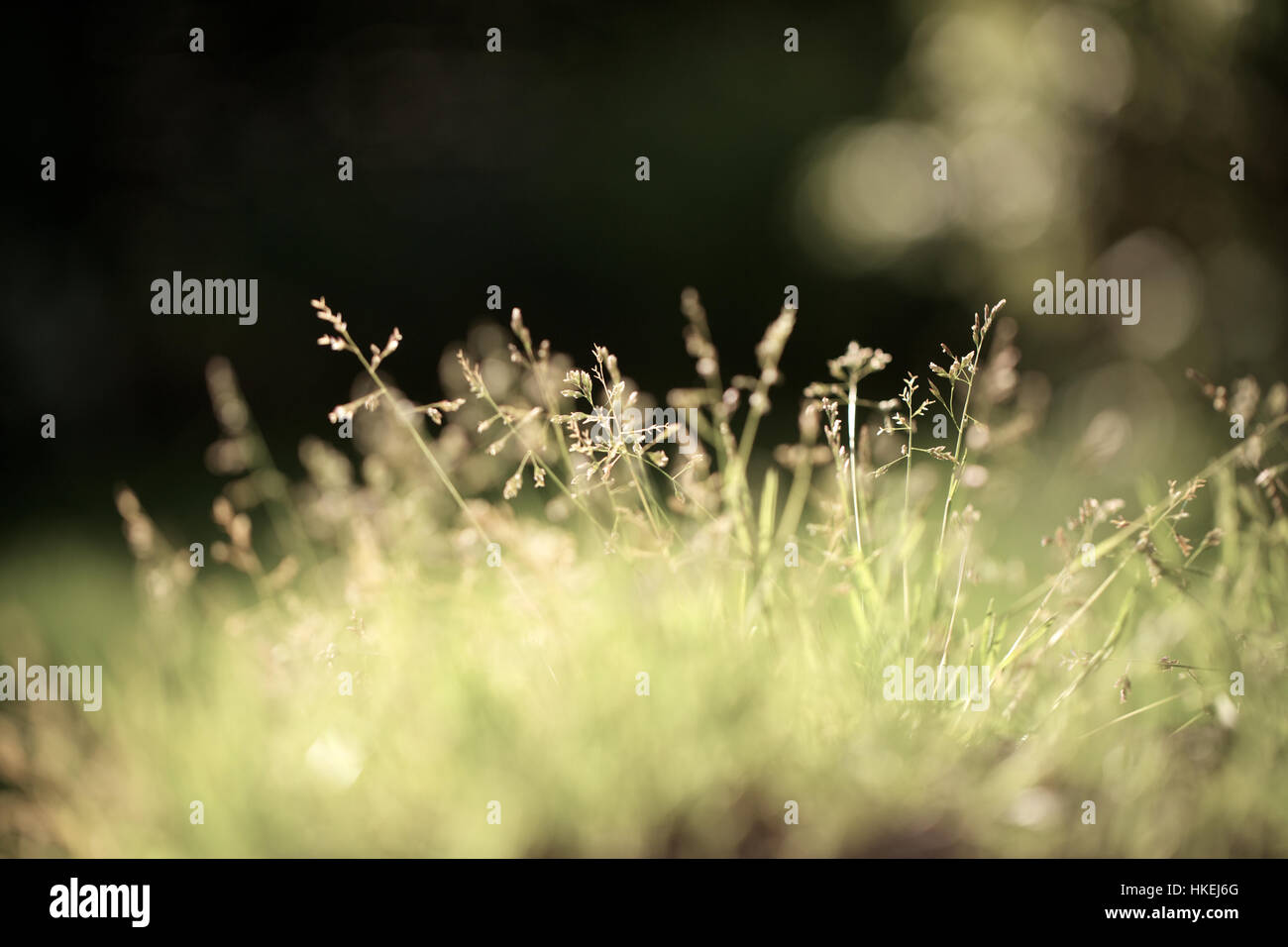 green grass and flowers. nature, growth, botany, stem. Stock Photo
