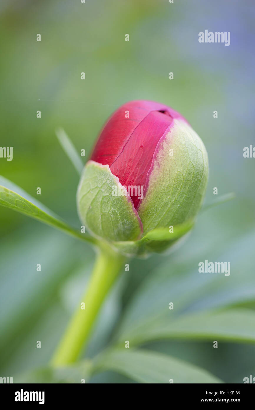 rose bud at garden. growth, flower, bud, stem Stock Photo Alamy