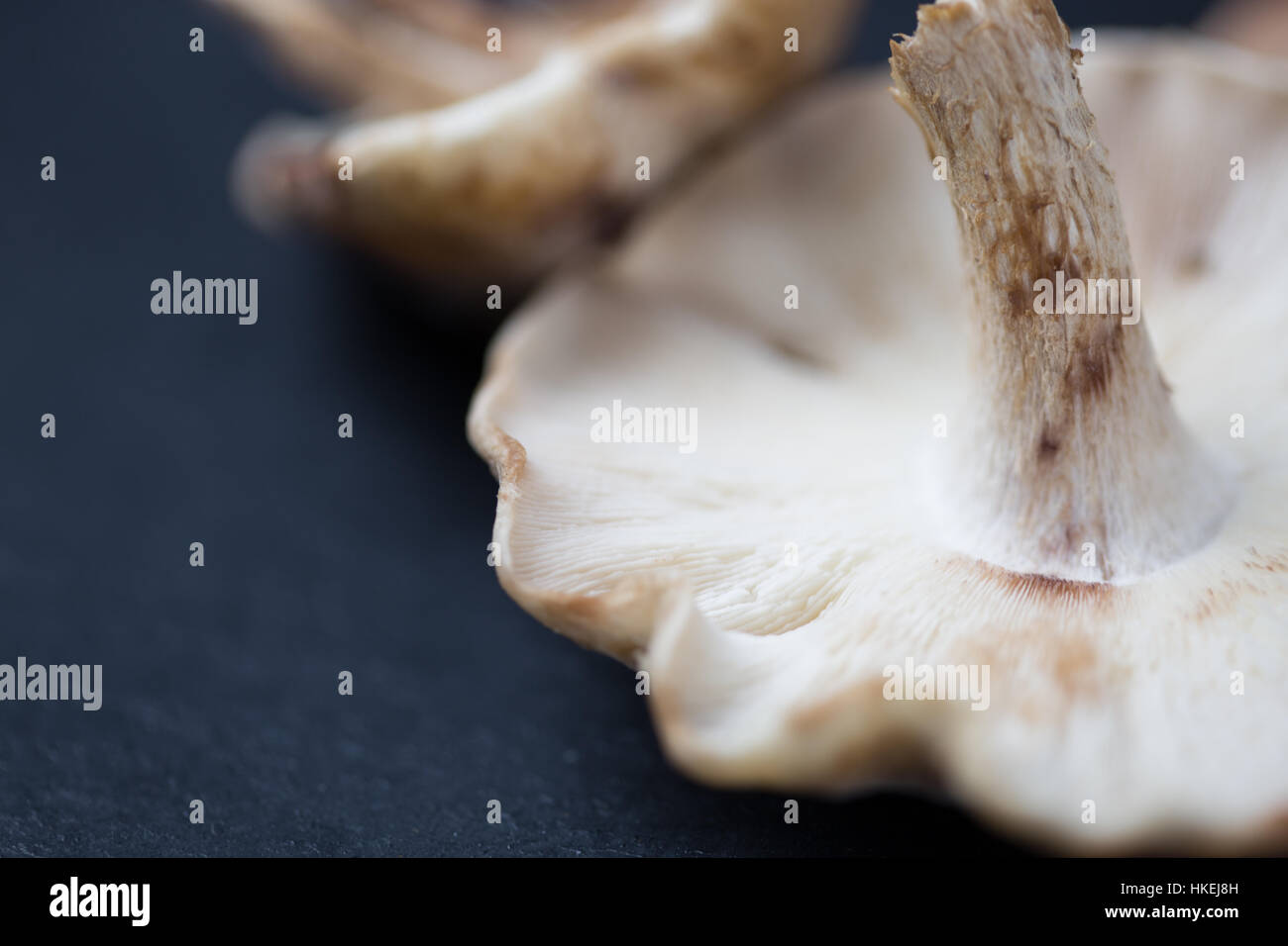 Woodland mushrooms closeup shot Stock Photo