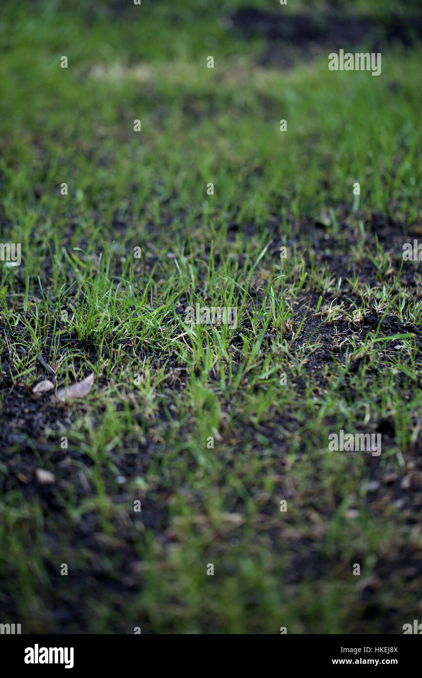 green grass field. soil, forest floor, nature growth. Stock Photo