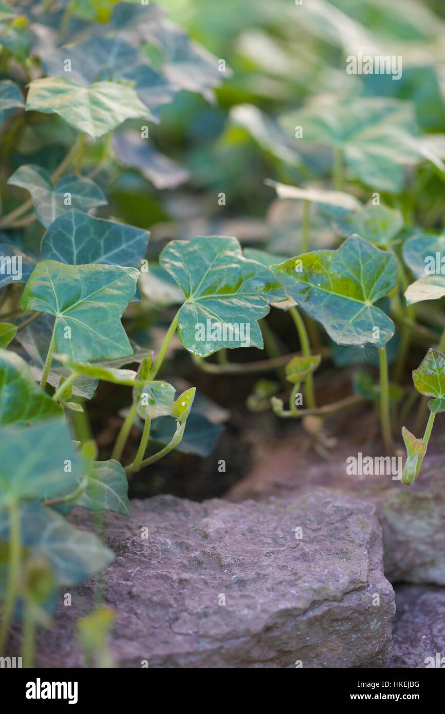 Green leaf stem hires stock photography and images Alamy