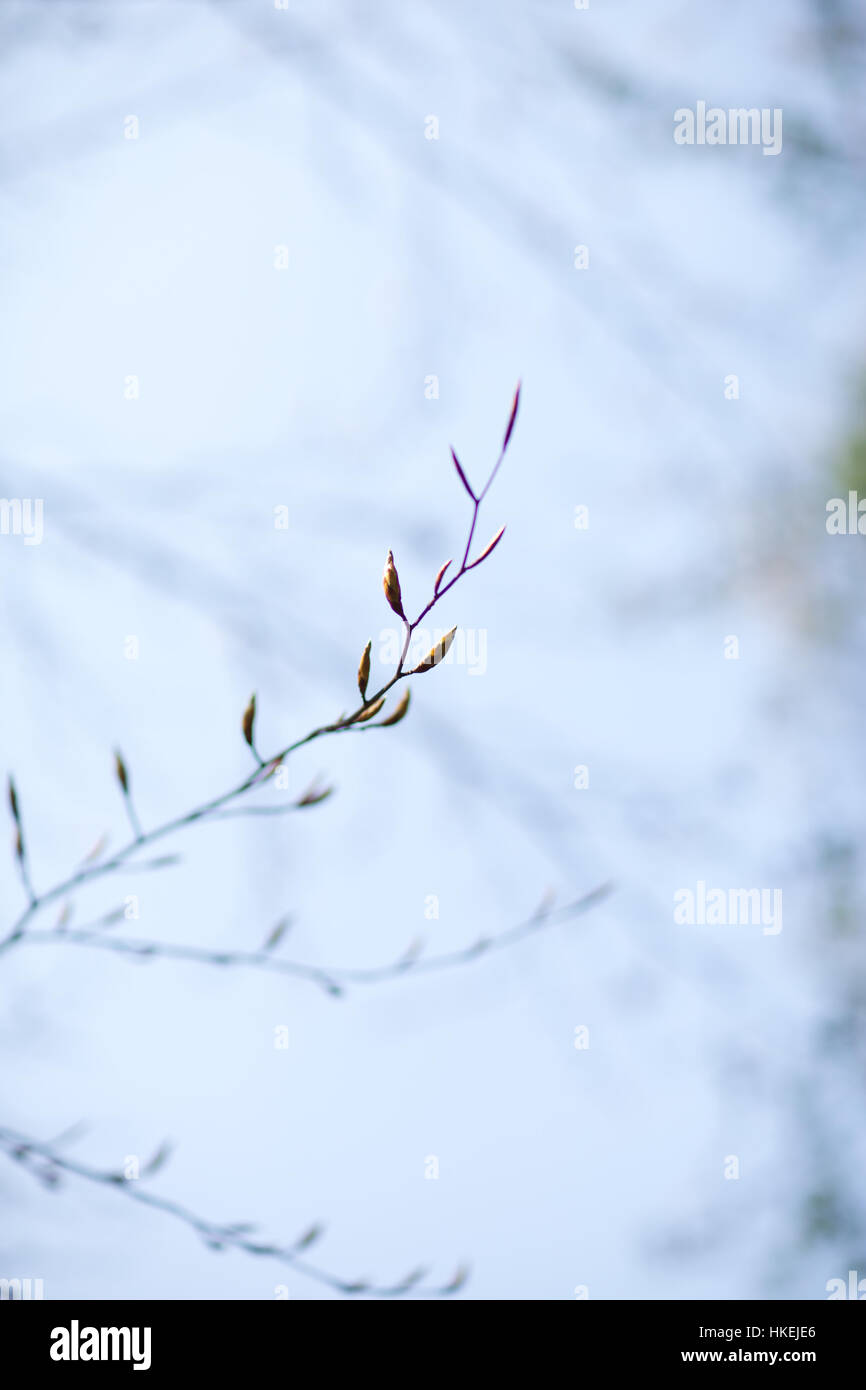 Dry branch and leaf hi-res stock photography and images - Alamy