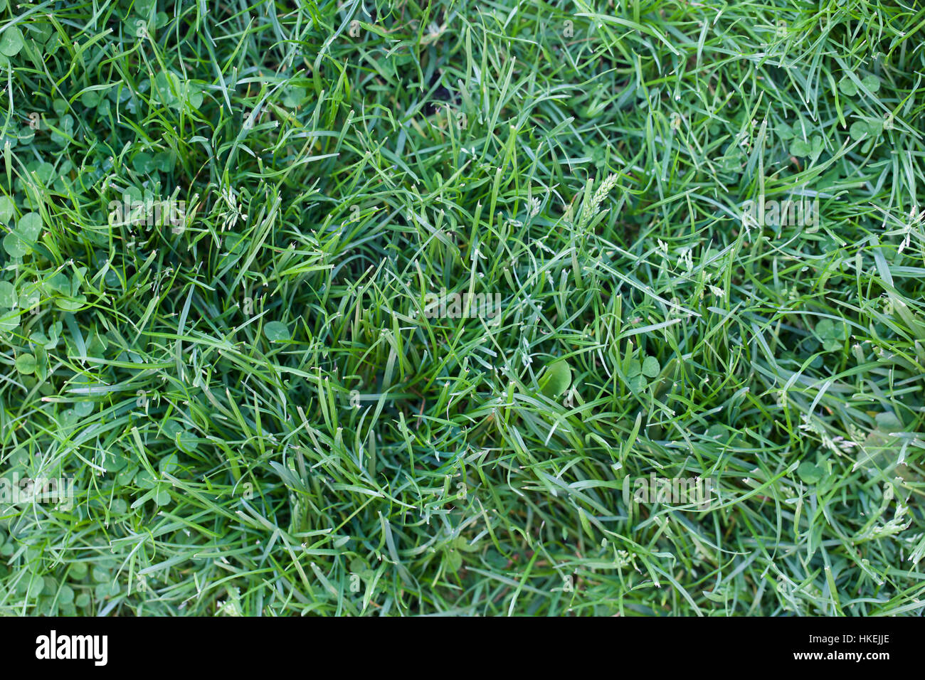 grass on forest floor. green, growth, nature, lush. Stock Photo