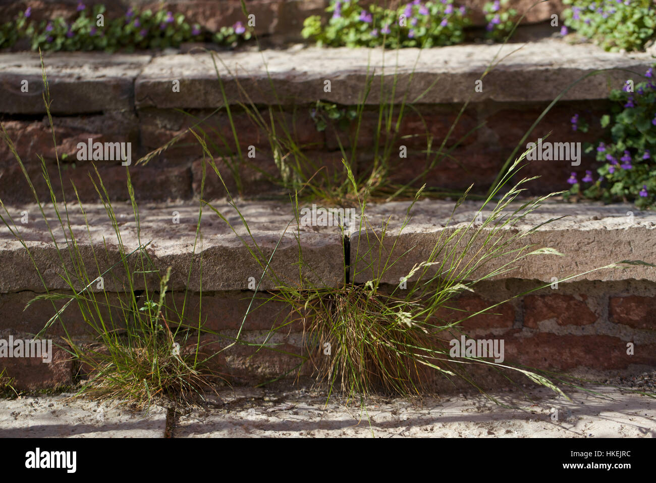 grass on steps. growth, natural, brick, staircase. Stock Photo