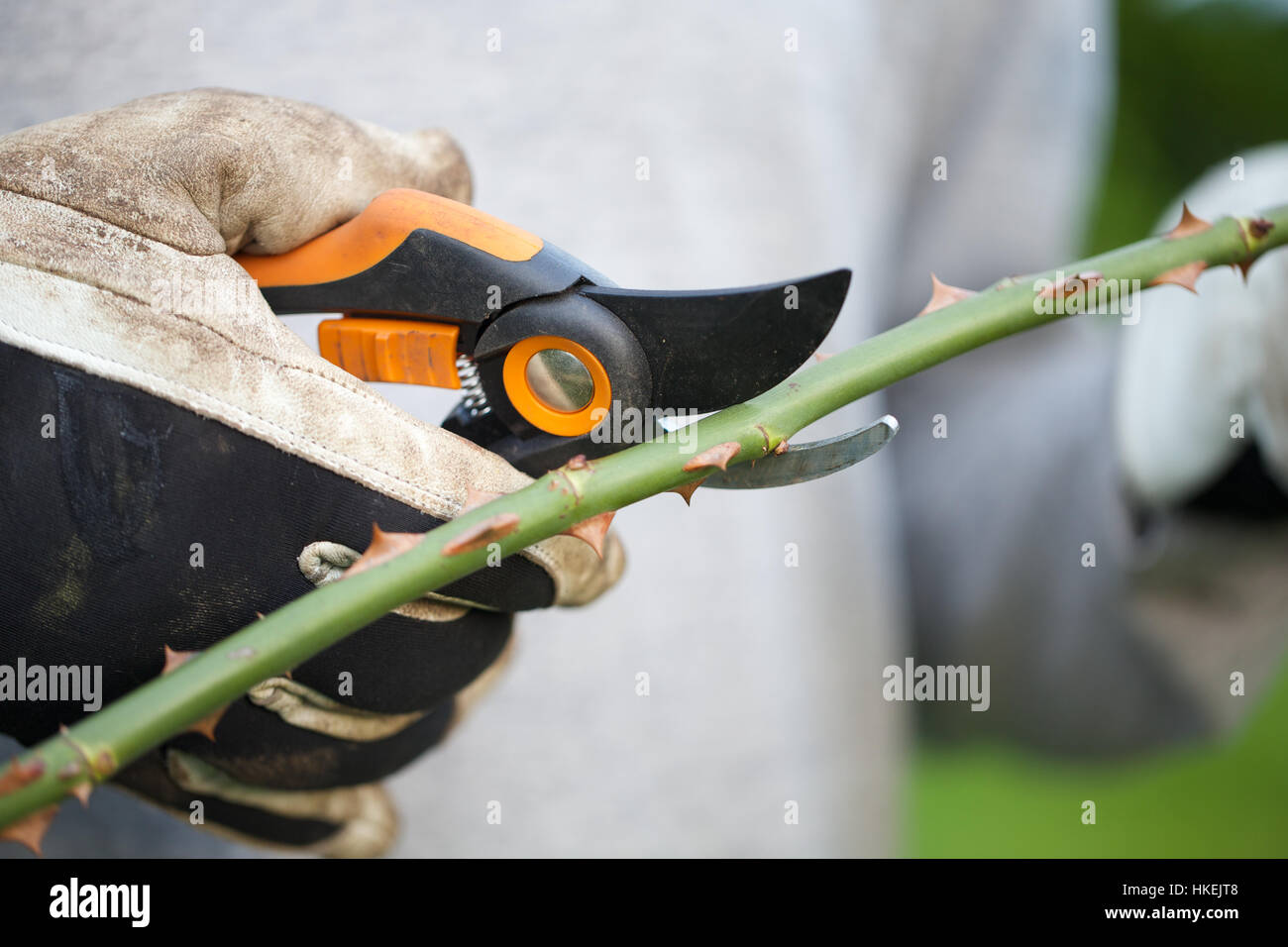 gardener pruning branch. secateurs, pruning, garden, work tool. Stock Photo