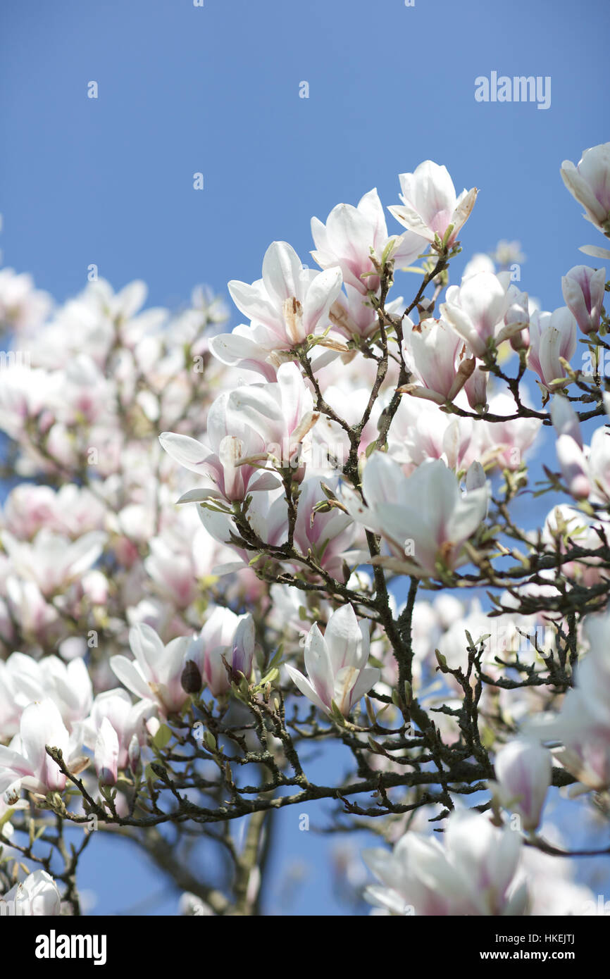 white wisteria flower and blue sky. floral, fresh, blossom, petal. Stock Photo