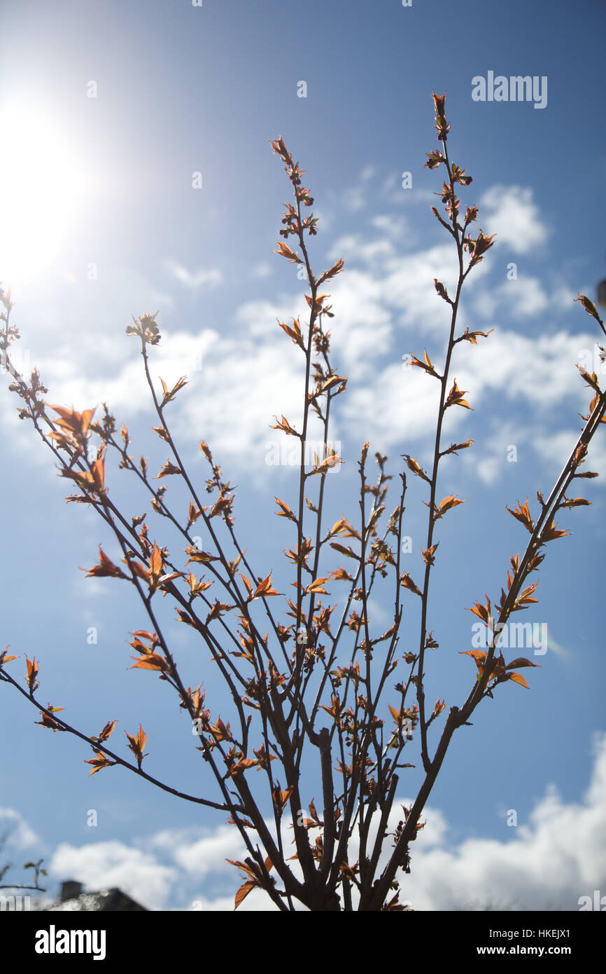 cherry tree and blue sky. branch, flower, cloud, natural. Stock Photo