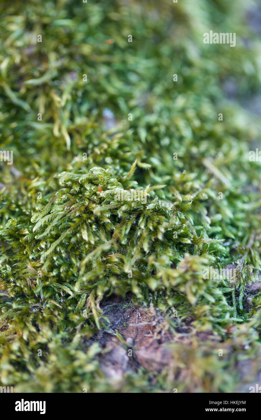 forest floor. grass, green, growth, natural. Stock Photo