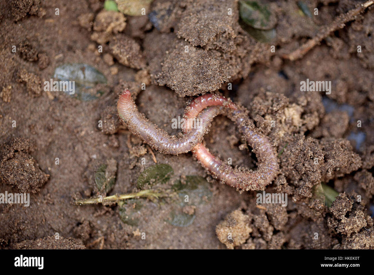earthworm on soil. animal, worm, mud, garden. Stock Photo