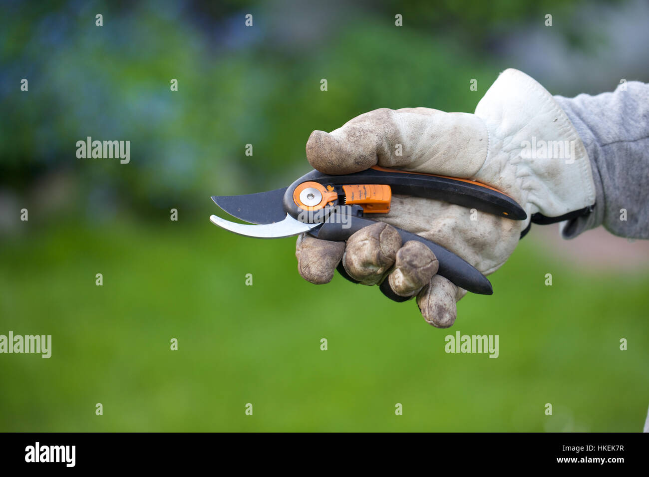 gardener holding pruning shears. secateurs, blade, garden, gloves. Stock Photo