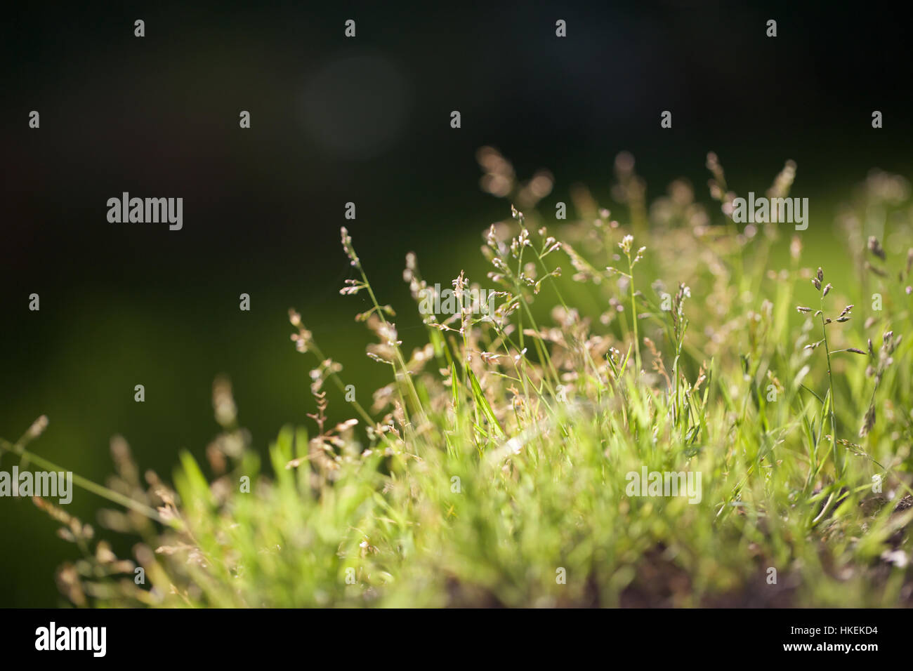 green grass and flowers. nature, growth, botany, lush. Stock Photo