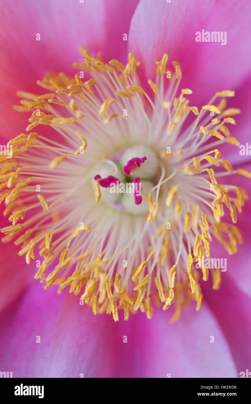 pollen of silk peony. pink, flower, spore, botany. Stock Photo