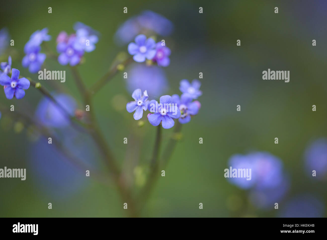 Forget Me Not Fresh Purple Flower Corolla Lavender Growth Petal Bloom Stock Photo Alamy