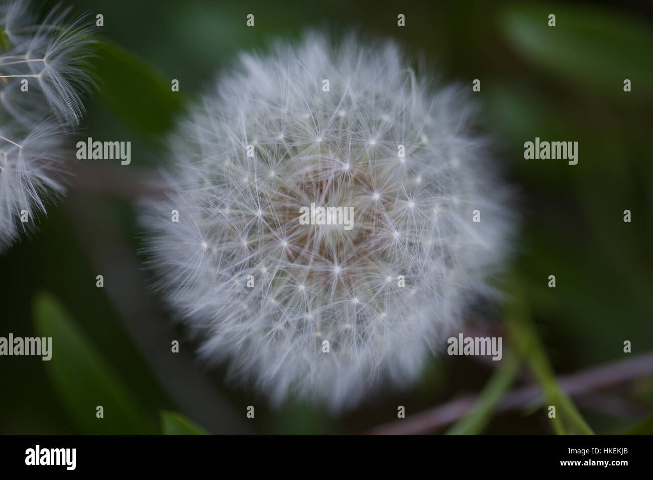 close up of dandelion flower. pollen, growth, fragile, seed. Stock Photo