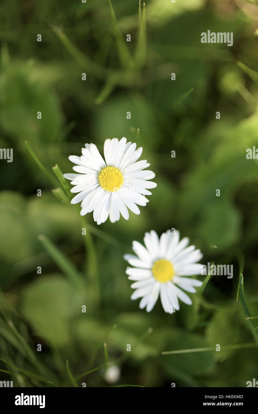 White daisy flowers hires stock photography and images Alamy
