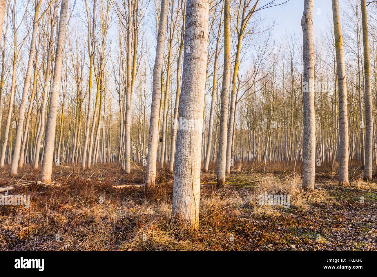 Plantation of plane trees in the Loire Valley, France. Stock Photo
