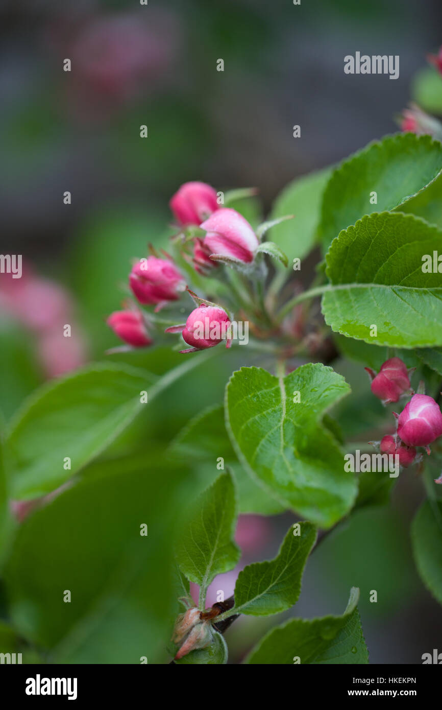 pink flower bud and leaves. garden, growth, bloom, leaf Stock Photo - Alamy