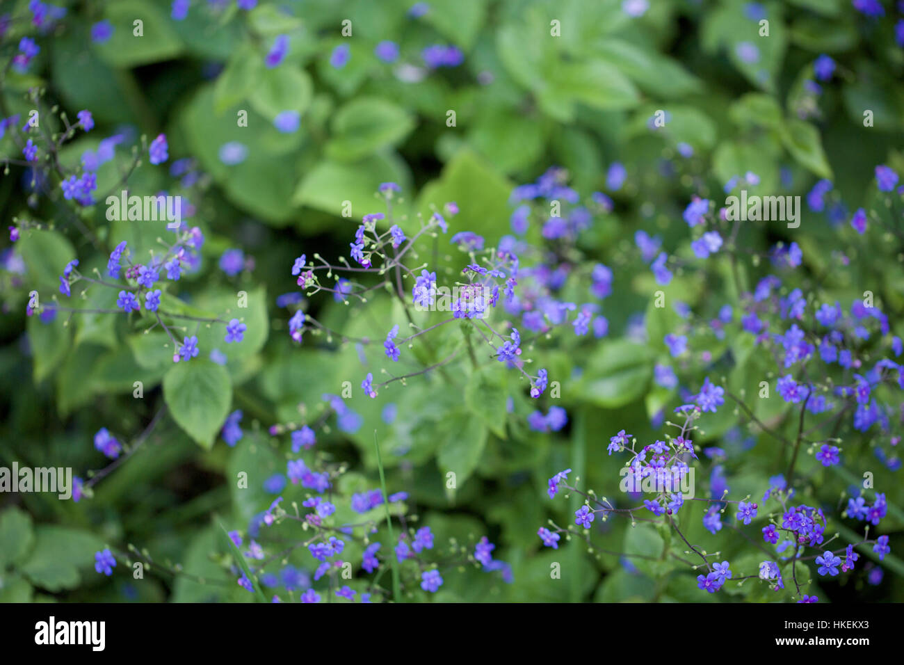 Forget Me Not Purple Flower And Green Leaves At Garden Lavender Stem Growth Bloom Stock Photo Alamy