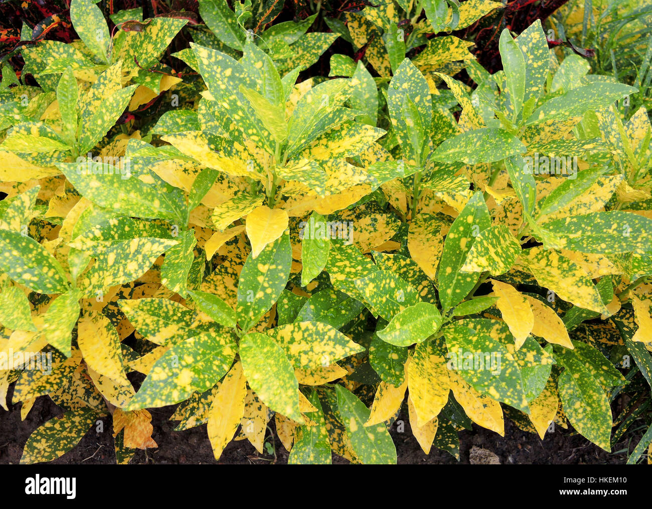 Colorful leaves of croton plant or Codiaeum variegatum. Stock Photo
