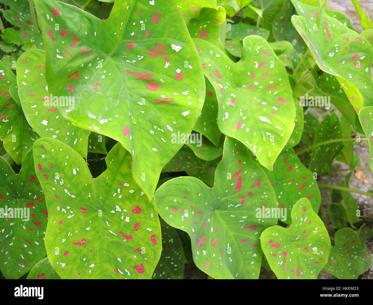 Caladium bicolour. A decorative plant with red white and green leaves Stock Photo