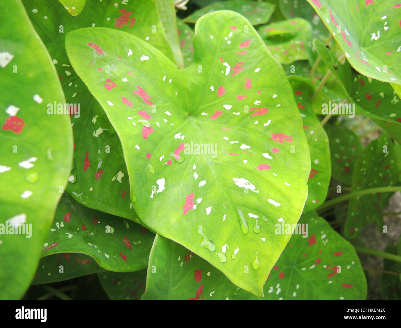 Caladium (queen of the leaf plant) in the nature botanical garden Stock Photo
