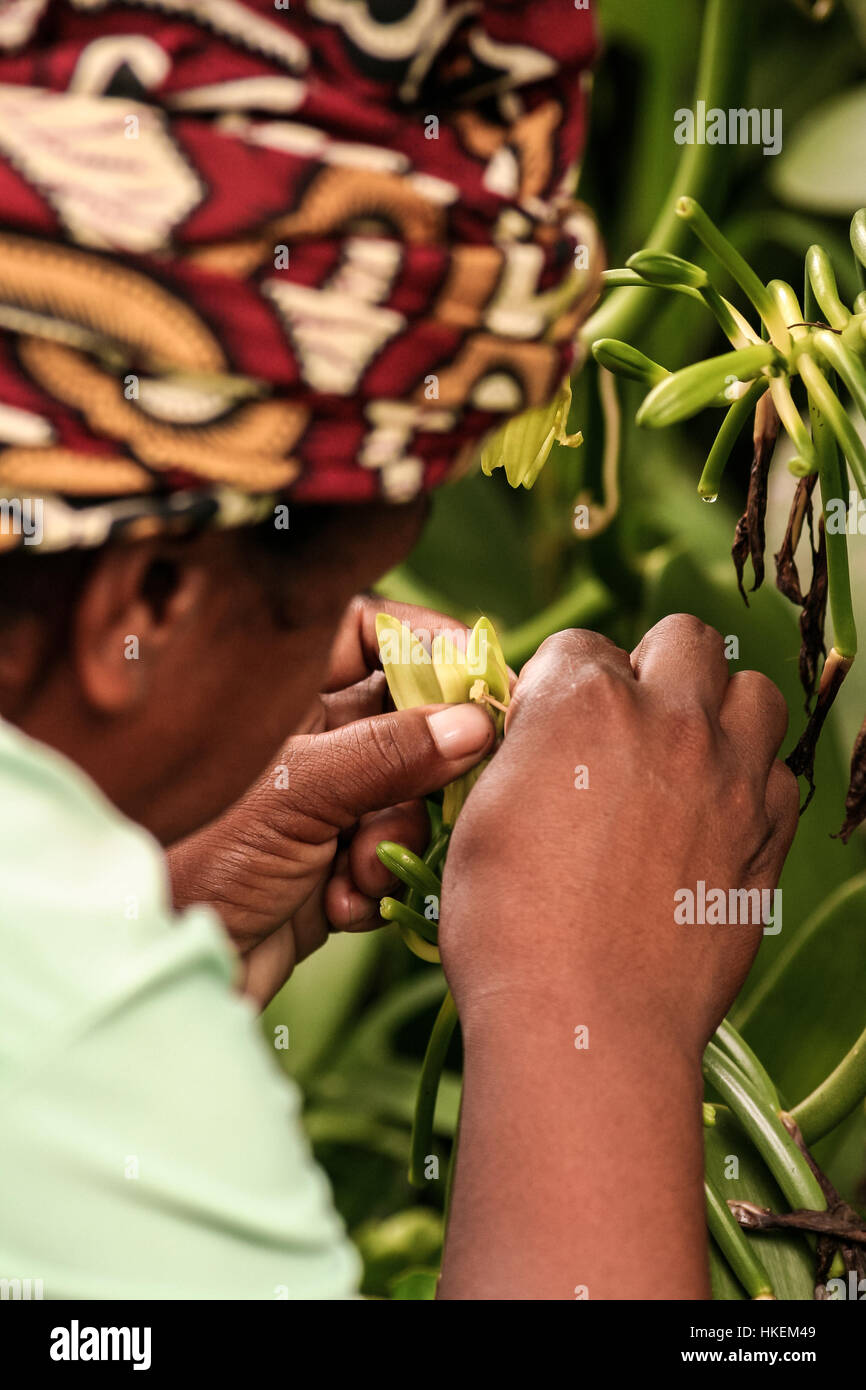 Sambava, Madagascar, Jan 13 A malagasy woman pollinate manually a