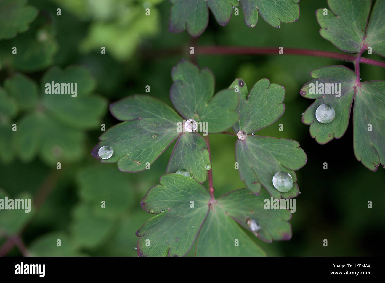 water droplets on leaves. nature, green, plant, raindrop. Stock Photo