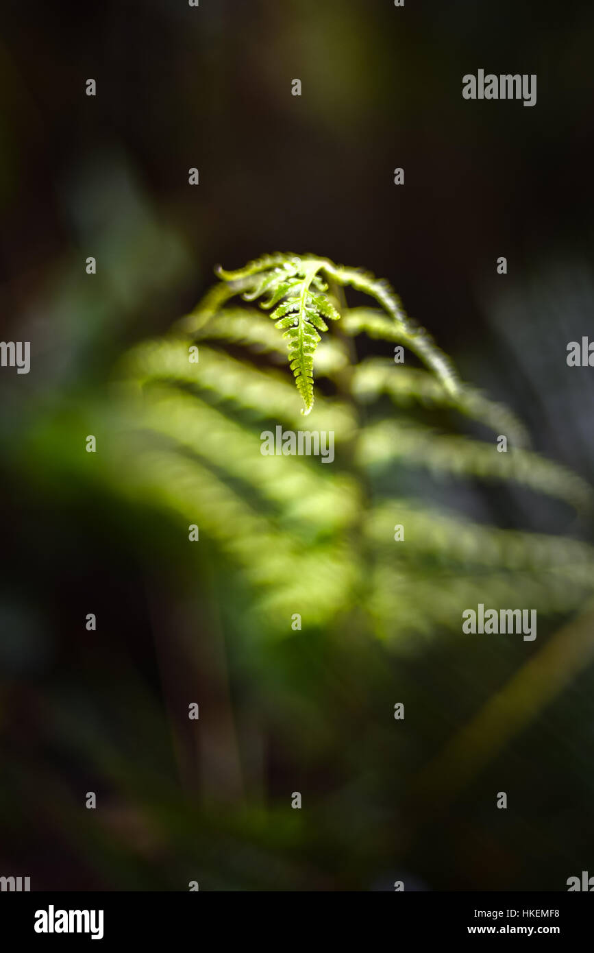 Detail of a tree fern leaf in submontane tropical forest. Stock Photo