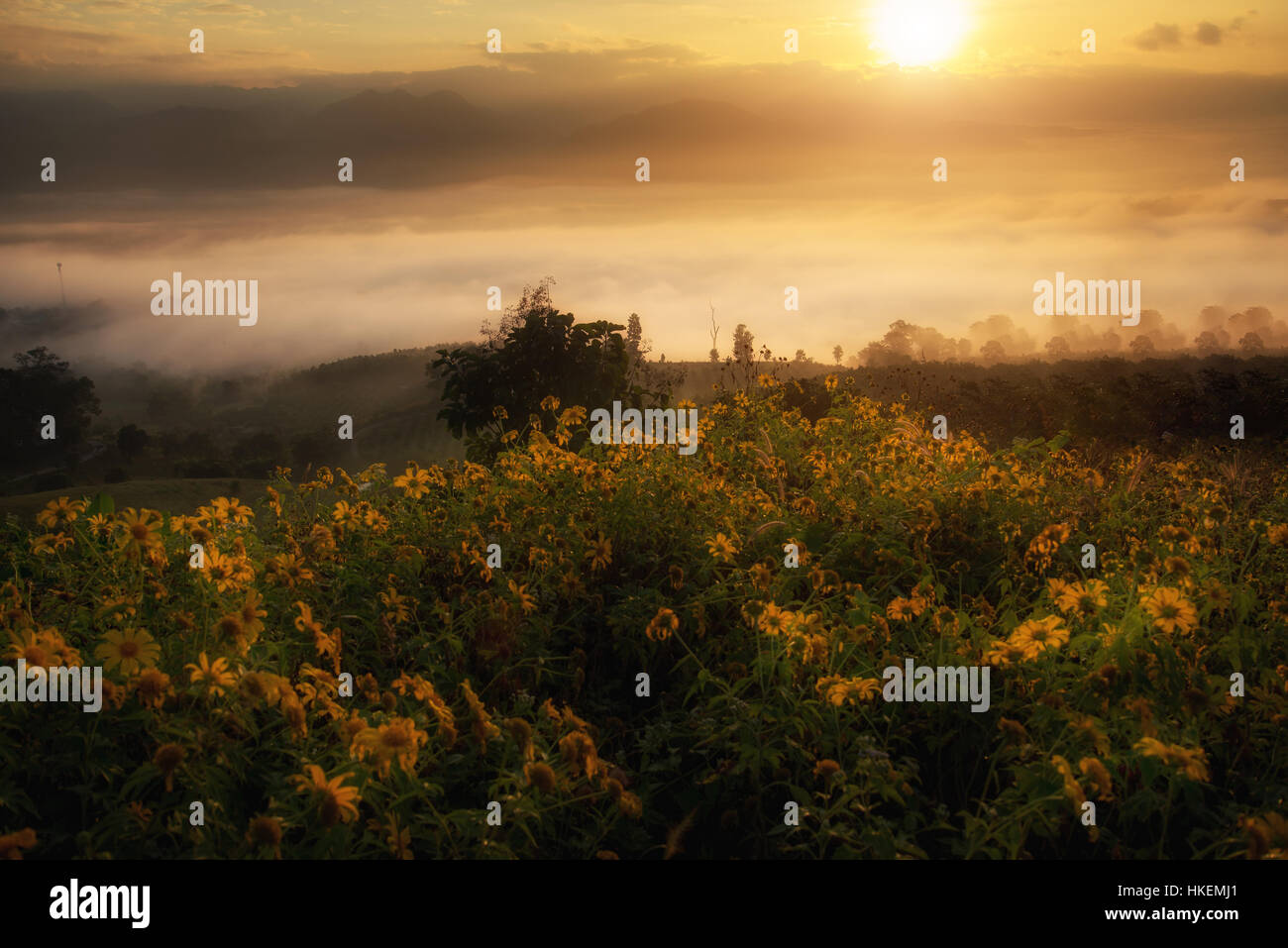 Field of yellow Mexican Sunflower Weed on mountain with fog and sunlight in morning at Thailand. Stock Photo