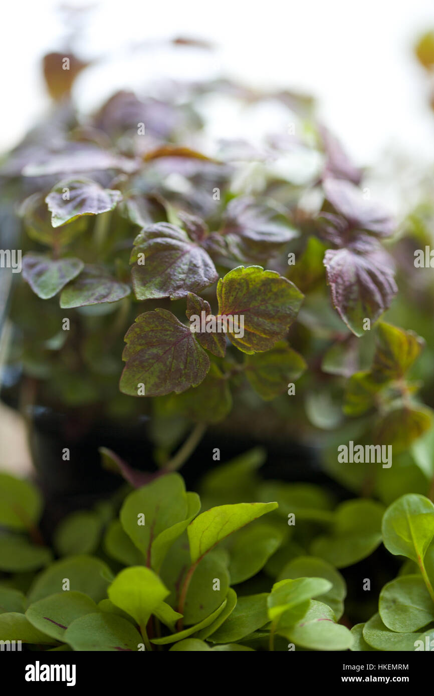 fresh thai basil leaves. herbal, organic, flavour, plant Stock Photo