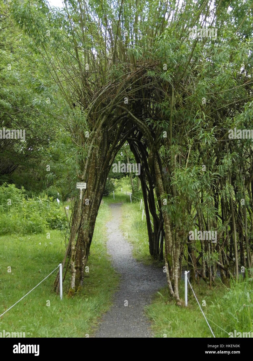 Willow branch tunnel hi-res stock photography and images - Alamy