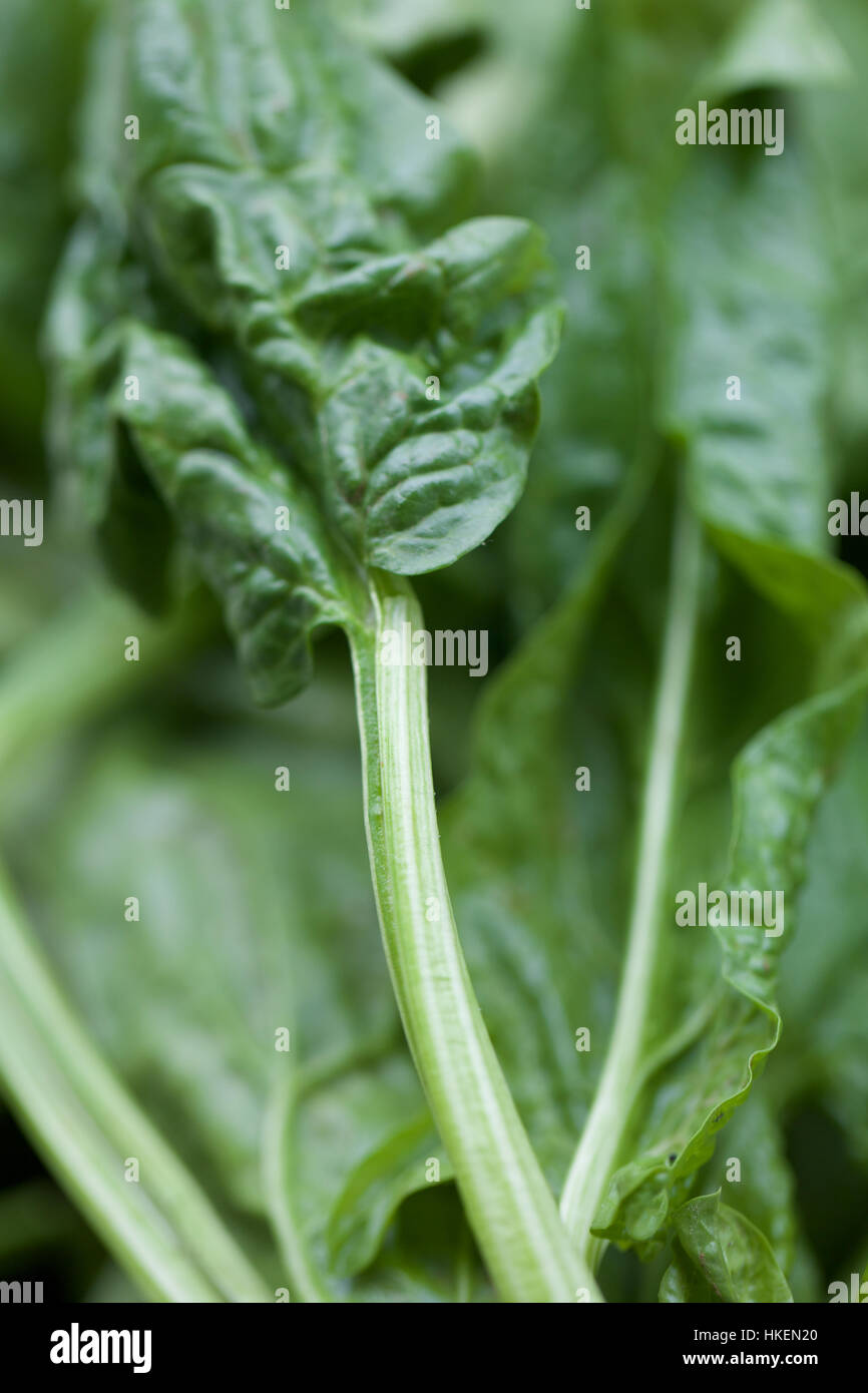 Green spinach leaf hires stock photography and images Alamy
