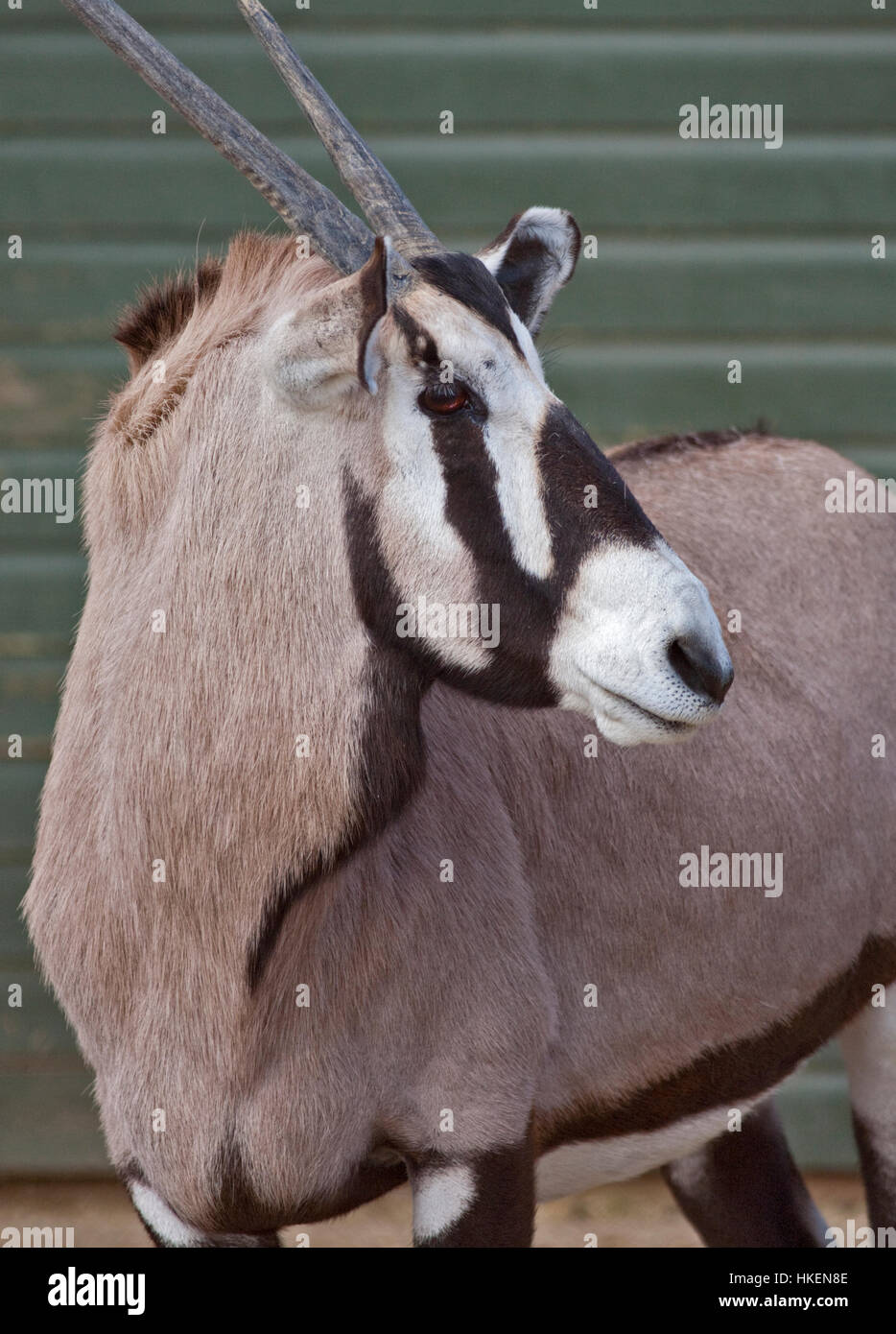 Gemsbok (oryx gazella) Stock Photo