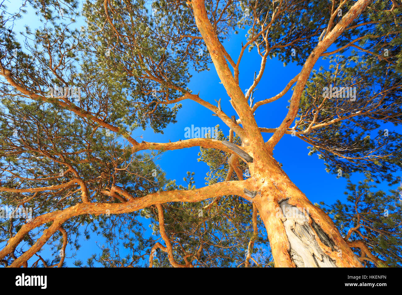 upper branches of tree, nature Stock Photo Alamy