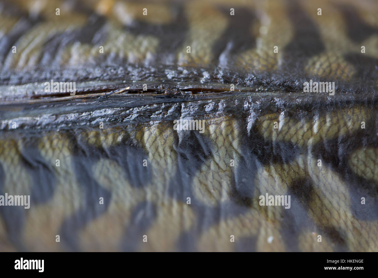 Close up mackerel fish skin omega 3 hires stock photography and images