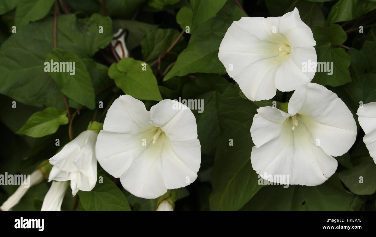 White ivy flower hi-res stock photography and images - Alamy