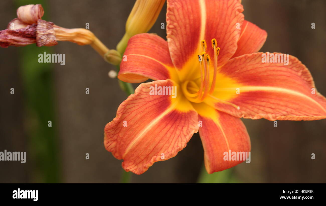 A tiger lily growing into frame Stock Photo Alamy