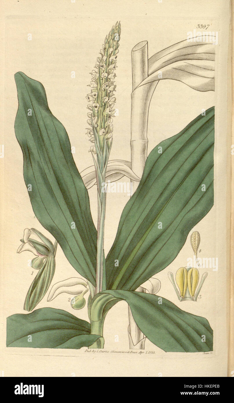 Peristylus plantagineus (as Habenaria goodyeroides)   Curtis' 62 (N.S. 9) pl. 3397 (1835) Stock Photo