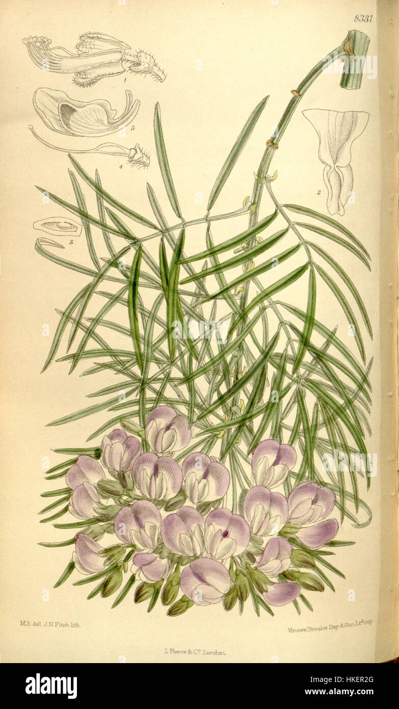 This illustration depicts Psoralea affinis, a species of plant belonging to the pea family. The detailed artwork highlights the plant's distinctive features, such as its leaves, flowers, and structure, providing a visual study of this particular species. Stock Photo