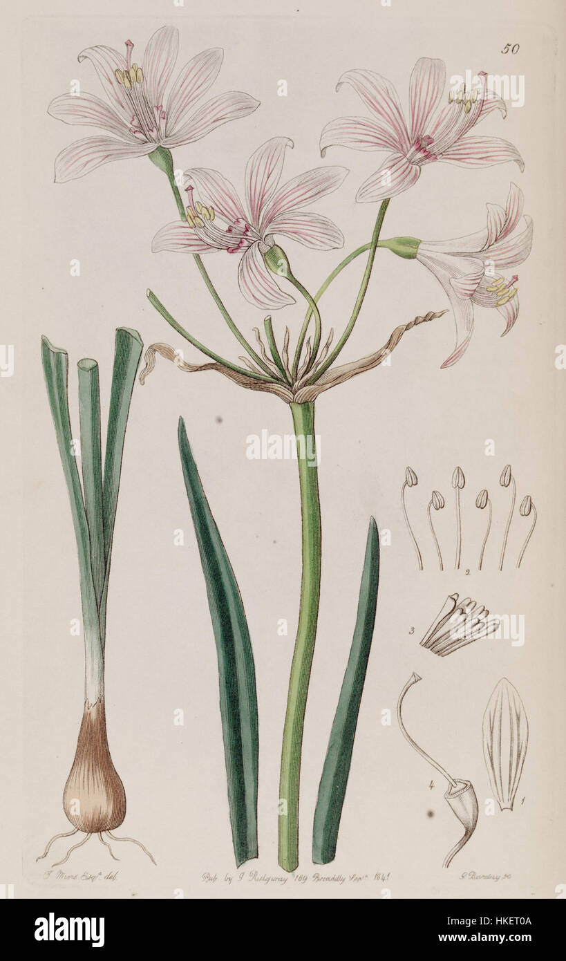 Placea ornata Miers, Edwards's Bot. Reg. 27. 50. 1841 Stock Photo