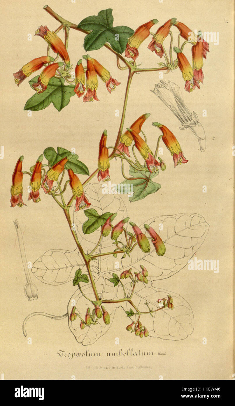 Tropaeolum umbellatum, commonly known as the garden nasturtium, is a vibrant flowering plant often depicted in botanical illustrations. The artwork captures the vivid orange and yellow hues of the flowers and their intricate, rounded petals. Stock Photo