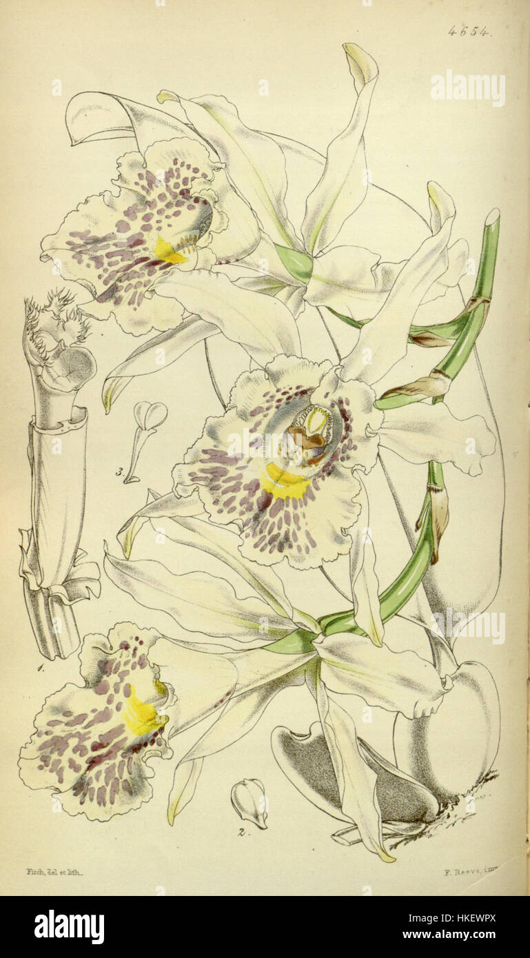 Trichopilia suavis   Curtis' 78 (Ser. 3 no. 8) pl. 4645 (1852) Stock Photo