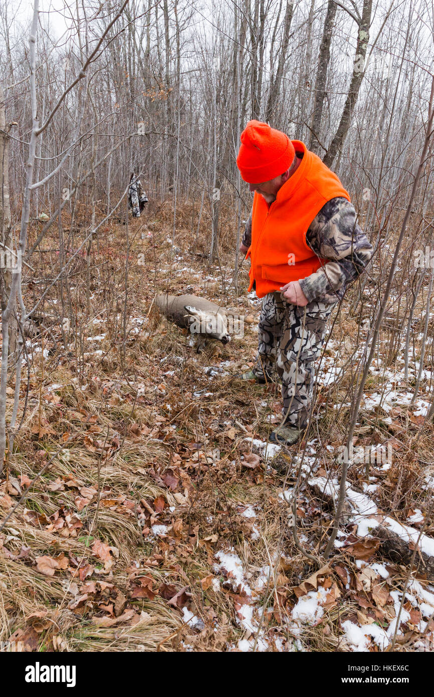 Wisconsin hunter dragging a white-tailed buck Stock Photo