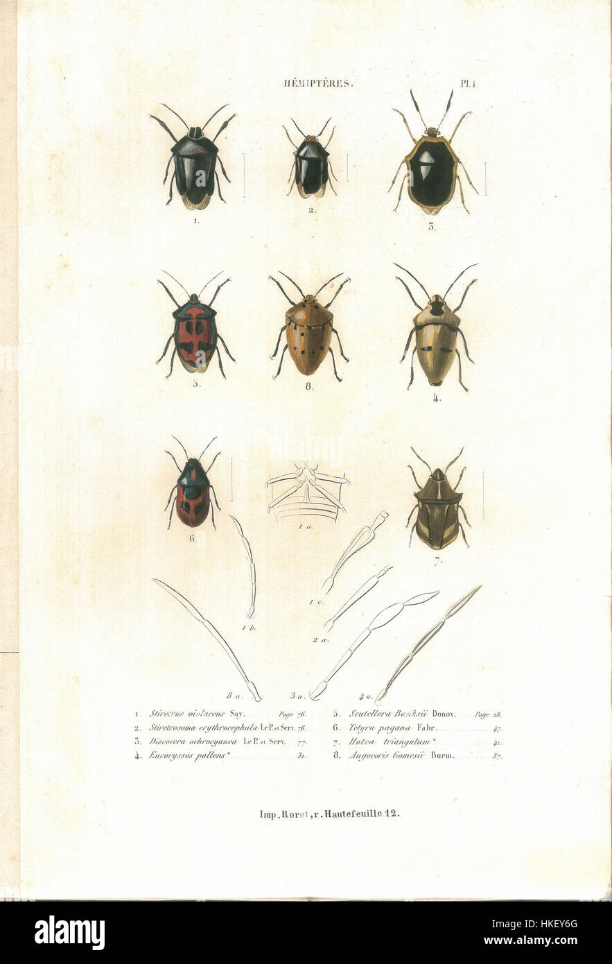 This illustration from *Histoire naturelle des insectes* by C.J.B ...
