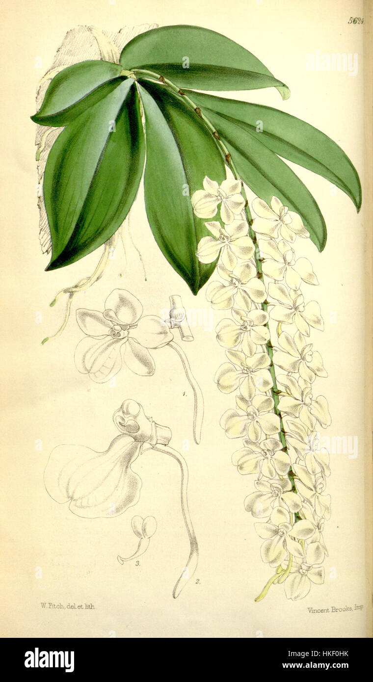 Aerangis citrata (as Angraecum citratum)   Curtis' 93 (Ser. 3 no. 23) pl. 5624 (1867) Stock Photo