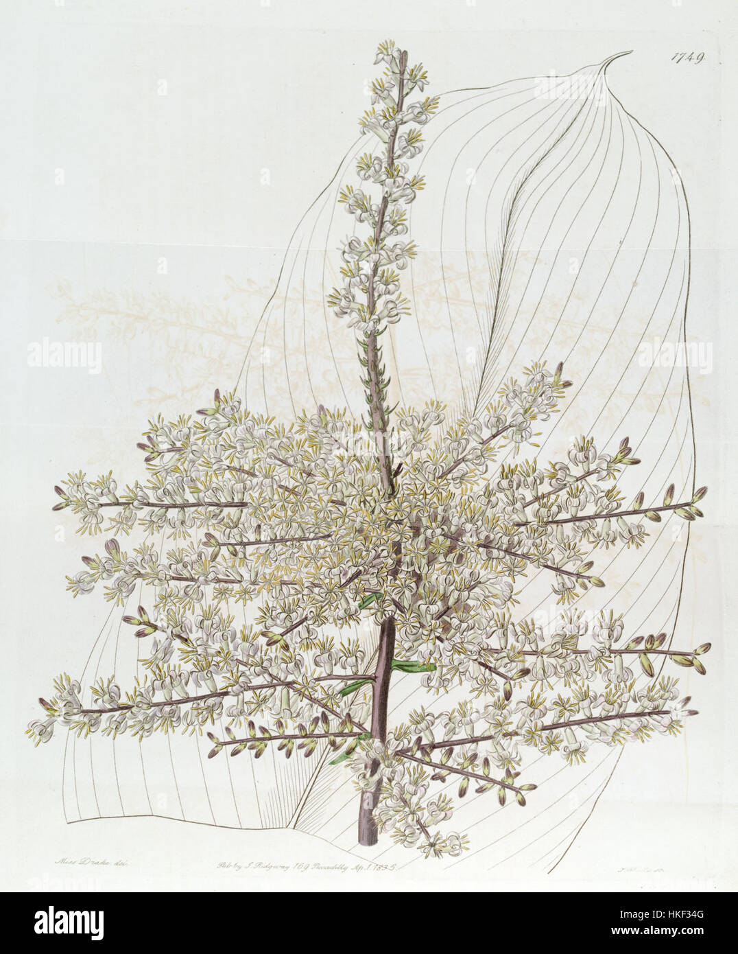Cordyline fruticosa (Dracaena terminalis) Edwards's Bot. Reg. 21.1749 .1835 Stock Photo