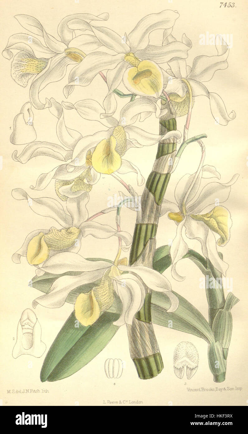 Dendrobium signatum (as Dendrobium hildebrandtii, spelled Dendrobium hildebrandii)   Curtis' 122 (Ser. 3 no. 52) pl. 7453 (1896) Stock Photo